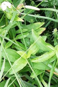 <i>Saponaria officinalis</i>
