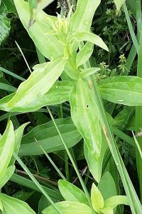 <i>Saponaria officinalis</i>