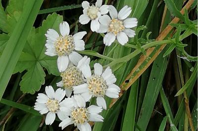 <i>Achillea ptarmica</i>
