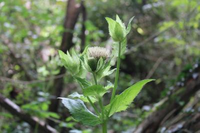<i>Cirsium oleraceum</i>