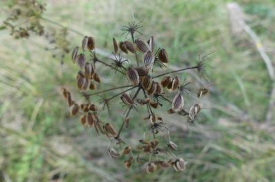 <i>Peucedanum gallicum</i>