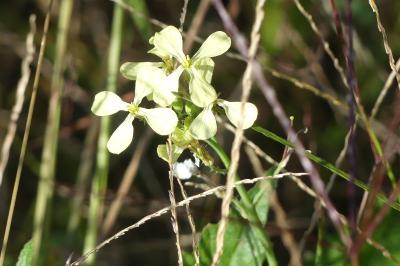 <i>Raphanus raphanistrum</i>