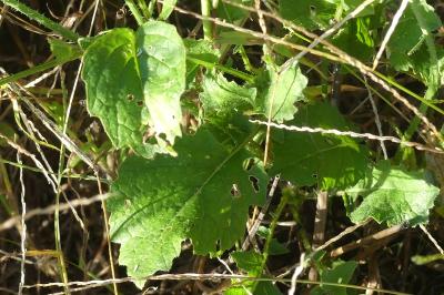 <i>Raphanus raphanistrum</i>