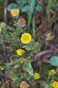 <i>Pulicaria vulgaris</i>
