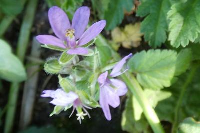 <i>Erodium moschatum</i>