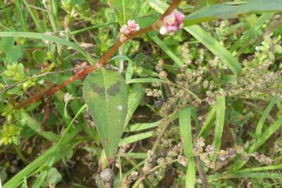 <i>Persicaria maculosa</i>