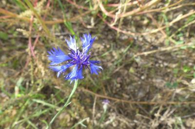 <i>Cyanus segetum</i>