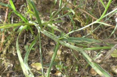 <i>Cyanus segetum</i>