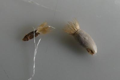 <i>Cyanus segetum</i>