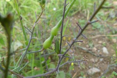 <i>Raphanus raphanistrum</i>