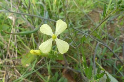 <i>Raphanus raphanistrum</i>