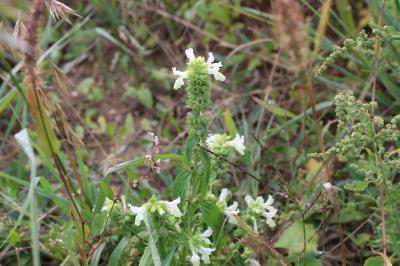 <i>Stachys annua</i>