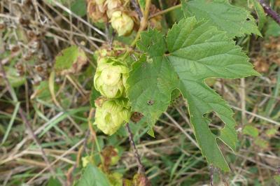 <i>Humulus lupulus</i>