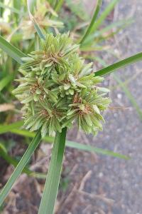 <i>Cyperus eragrostis</i>