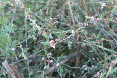 <i>Polygonum aviculare</i>
