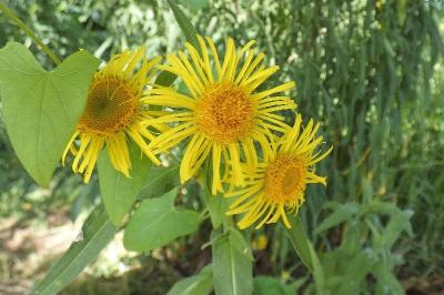 <i>Inula britannica</i>