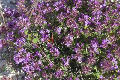 <i>Thymus</i>