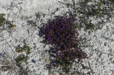 <i>Thymus</i>