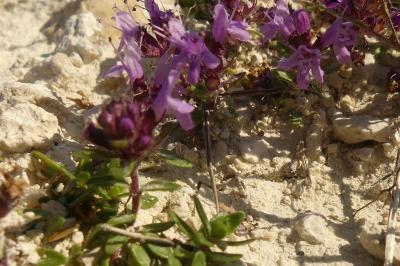 <i>Thymus</i>
