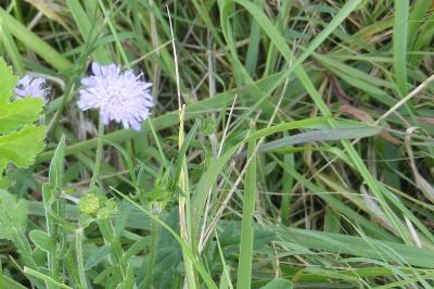 <i>Knautia arvensis</i>