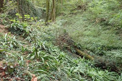 <i>Asplenium scolopendrium</i>