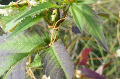 <i>Bidens frondosa</i>