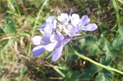<i>Scabiosa columbaria</i>