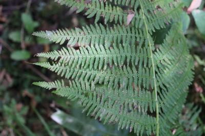 <i>Athyrium filix-femina</i>