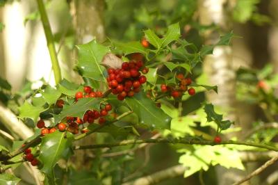 <i>Ilex aquifolium</i>