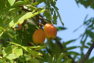 <i>Cormus domestica</i>