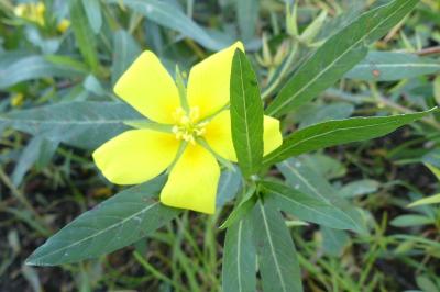 <i>Ludwigia grandiflora</i>