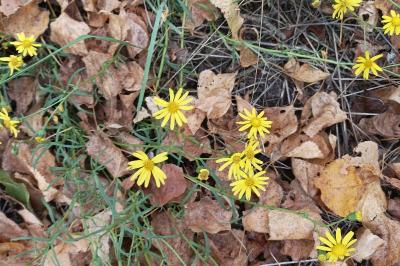 <i>Senecio inaequidens</i>