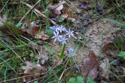 <i>Scilla bifolia</i>