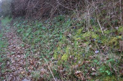 <i>Scilla bifolia</i>