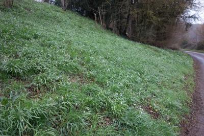 <i>Galanthus nivalis</i>
