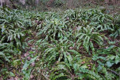 <i>Asplenium scolopendrium</i>