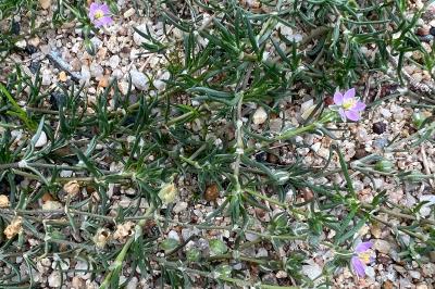 <i>Spergularia rubra</i>