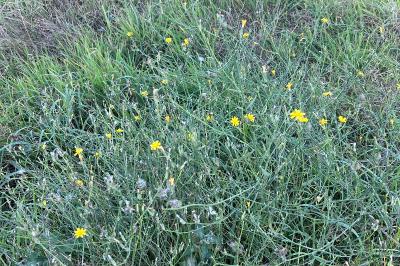 <i>Chondrilla juncea</i>
