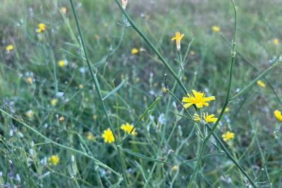 <i>Chondrilla juncea</i>