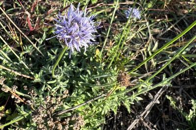 <i>Jasione montana</i>