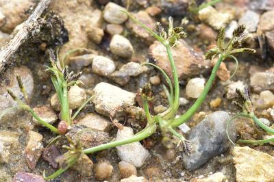 <i>Cyperus fuscus</i>