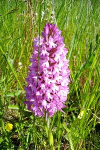 <i>Anacamptis pyramidalis</i>