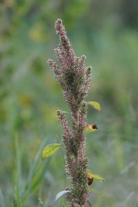 <i>Amaranthus hybridus</i>