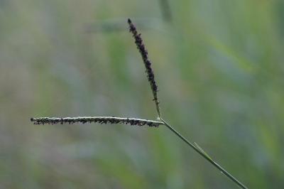 <i>Paspalum distichum</i>