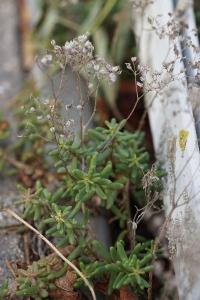 <i>Sedum album</i>