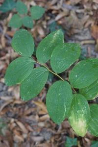 <i>Polygonatum multiflorum</i>