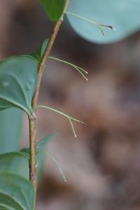 <i>Polygonatum multiflorum</i>
