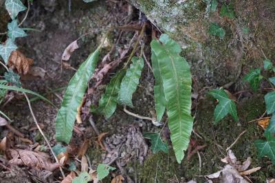 <i>Asplenium scolopendrium</i>