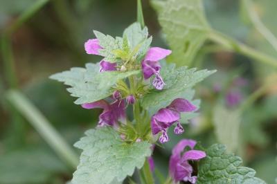 <i>Lamium maculatum</i>