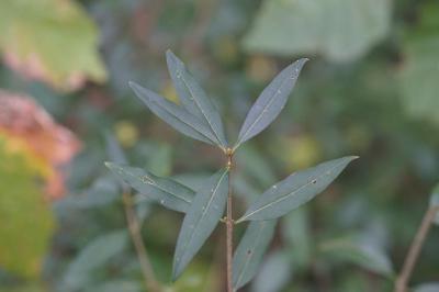 <i>Ligustrum vulgare</i>